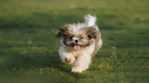 Un cucciolo di Shih Tzu marrone e bianco corre sull’erba con una zampa sollevata.