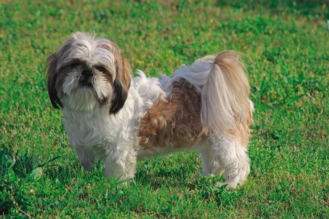 Uno Shih Tzu bianco e marrone è in piedi di lato sull’erba e guarda la fotocamera.