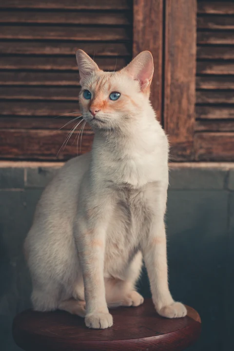 Eine Siamkatze sitzt auf einem Holzstuhl und blickt leicht zur Seite.