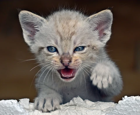 A pale Siamese kitten with blue eyes raises one paw playfully.