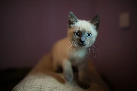 Un jeune chaton siamois aux oreilles foncées et aux yeux bleus regarde l’objectif depuis un canapé.