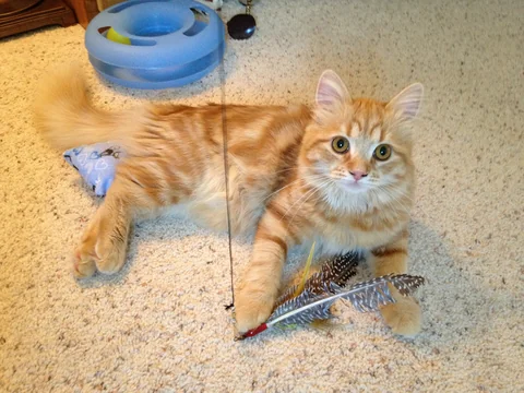 Young Siberian cat holding a feather toy with one front paw