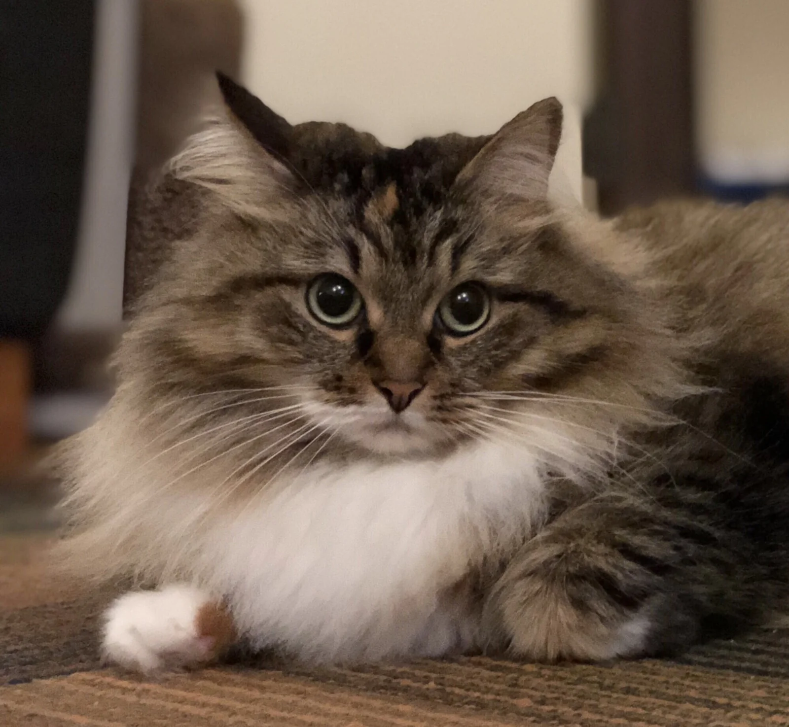 Three-year-old Siberian cat Toby with a full ruff looking at the camera