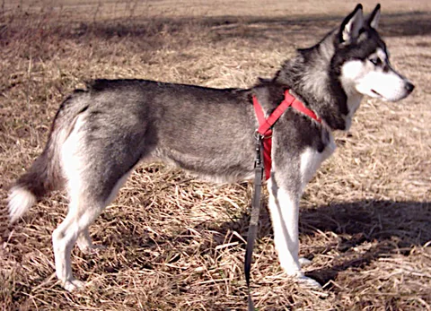 Siberian Husky im Freien