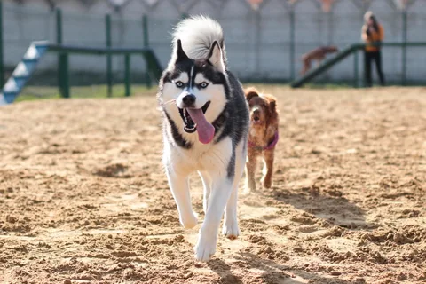 Husky siberiano a deslocar-se pela areia em direção à câmara, seguido por outro cão