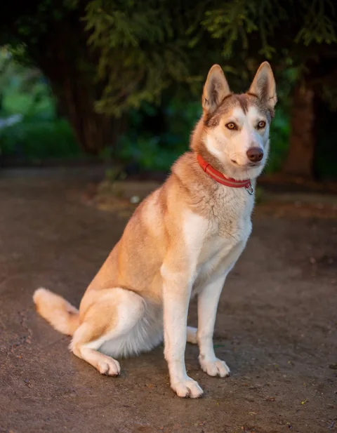 Erwachsener Siberian Husky sitzt im Freien und blickt zur Kamera