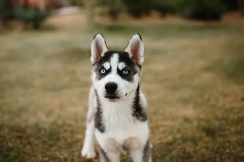 Cachorro husky siberiano de olhos azuis a olhar para a câmara