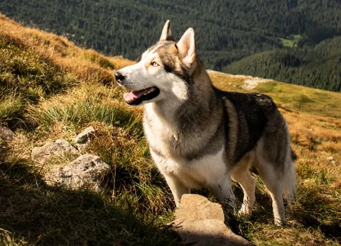 Husky siberiano de pé, de perfil, numa encosta de montanha