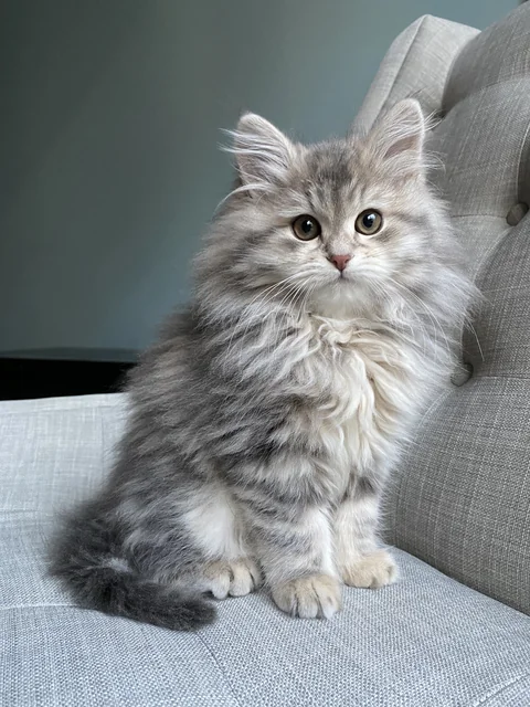 Three-month-old Siberian kitten sitting on a pale upholstered chair