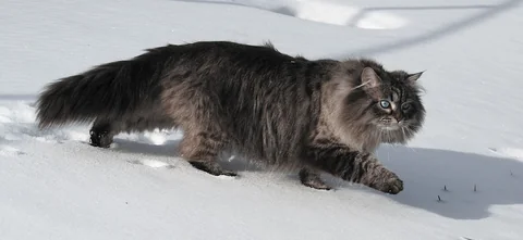 Colourpoint Siberian male, also known as Neva Masquerade, walking through snow in side view