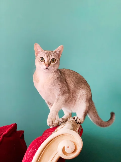 Eight-month-old Singapura standing on an upholstered chair back