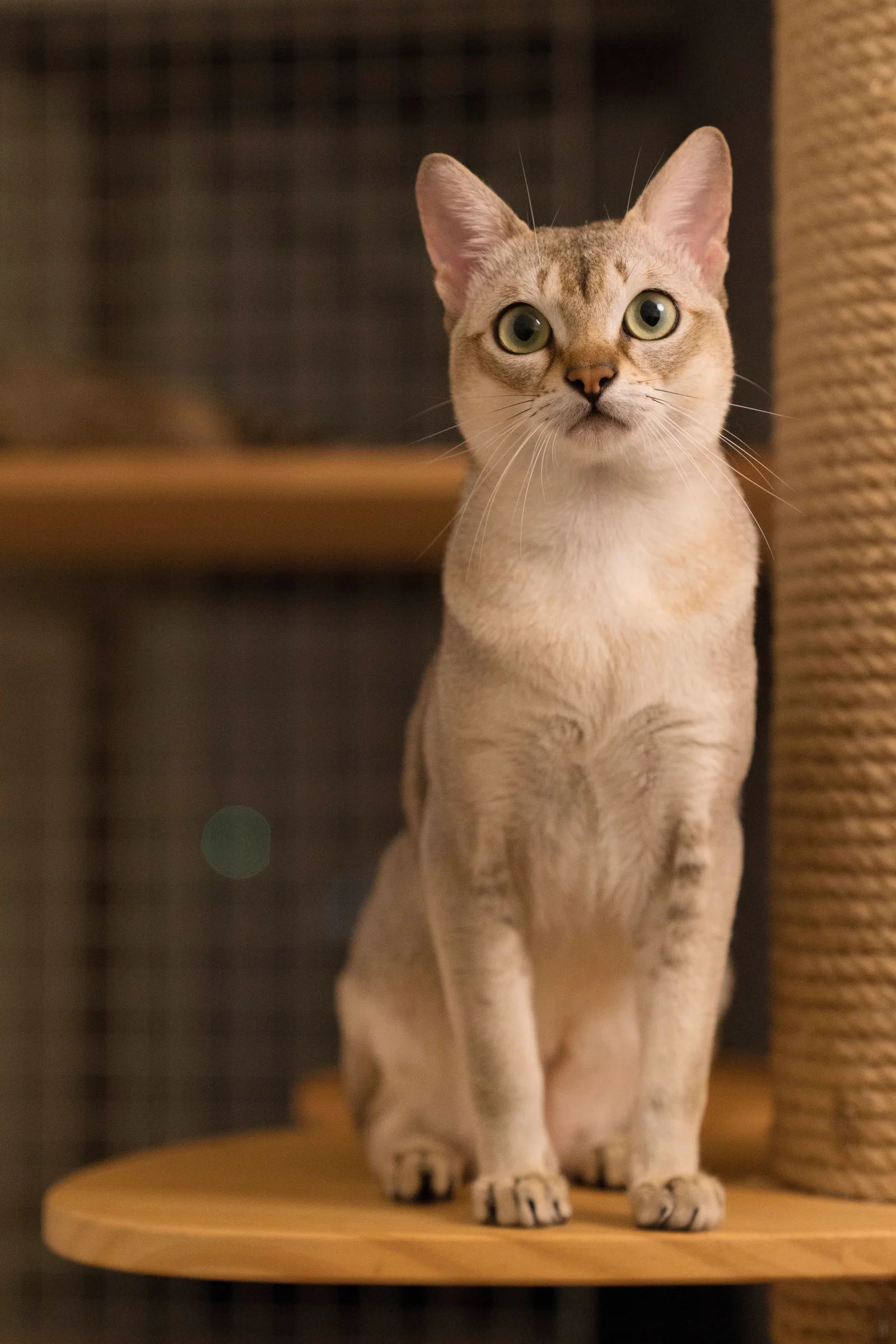 Adult Singapura cat with a clear view of its face