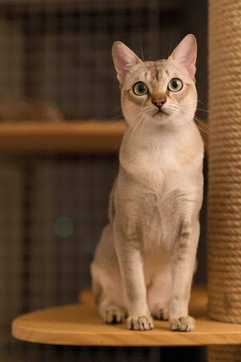 Singapura-Katze im Porträt
