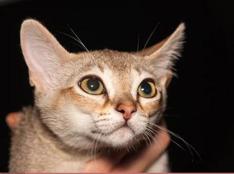 Young Singapura male Billy-Boy in a close portrait at a cat show