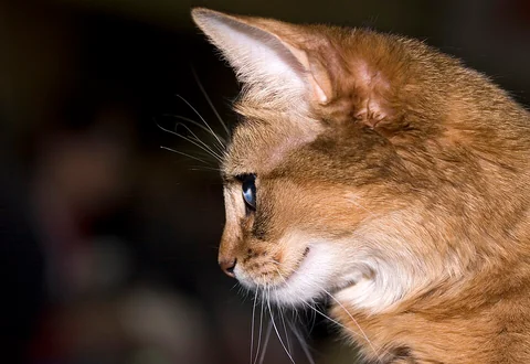 Seitliches Kopfporträt der wildfarbenen Somali-Katze Anastasija