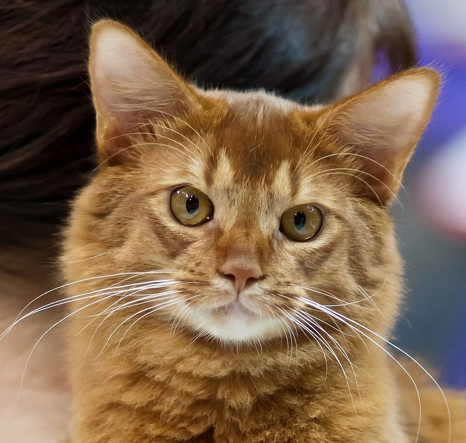 Somali-Kater Gismo mit Blick zur Kamera