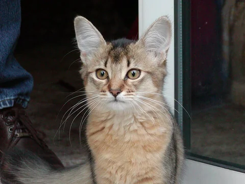 Vier Monate altes wildfarbenes Somali-Kitten vor einer Glastür