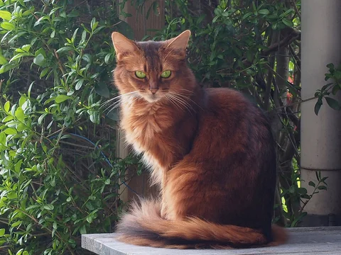 Somali-Katze sitzt mit seitlichem Körper und blickt zur Kamera