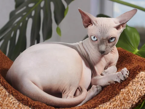 Adult Sphynx lying on a cat tree and looking directly at the camera
