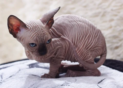 Junges Sphynx-Kitten kauert auf einer hellen Unterlage und schaut zur Kamera