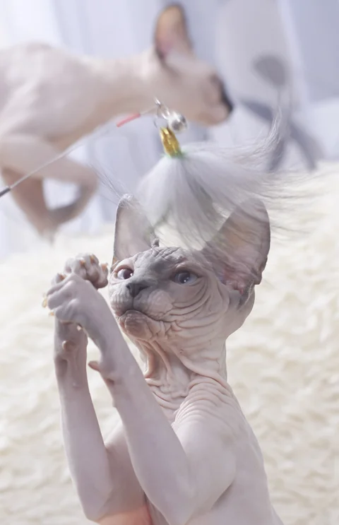 Sphynx reaching for a feather toy with both paws while playing