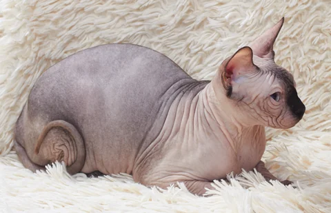 Adult Sphynx lying side-on on a pale, fluffy surface