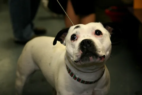 Staffordshire Bull Terrier im Freien