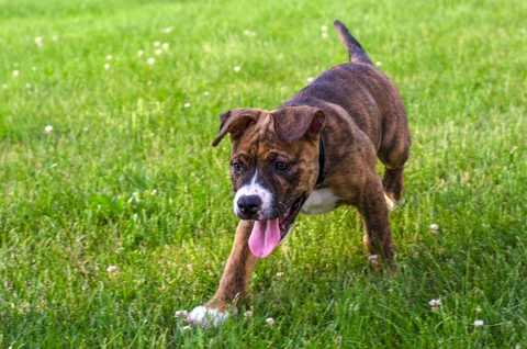Un Staffordshire Bull Terrier joven corre por la hierba