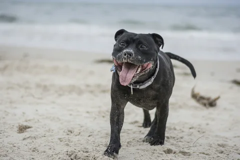 Un Staffordshire Bull Terrier negro corre por la playa hacia la cámara