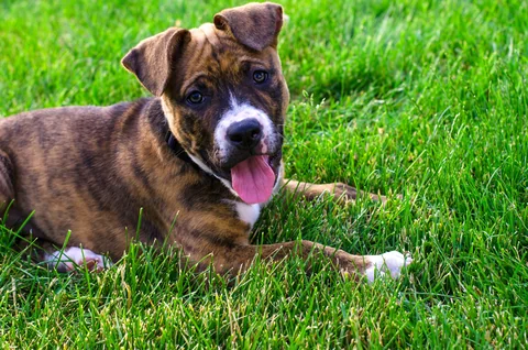 Un Staffordshire Bull Terrier joven de pelaje atigrado está tumbado en la hierba con los ojos abiertos