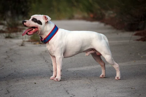 Un Staffordshire Bull Terrier blanco con una mancha oscura alrededor de un ojo está de lado en un camino