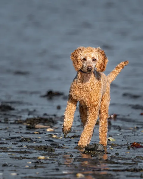 Un barbone grande corre nell’acqua bassa vicino alla riva