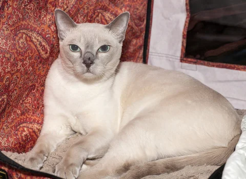 Tonkanesen-Kater Archi White liegt mit seitlich sichtbarem Körper in seinem Körbchen