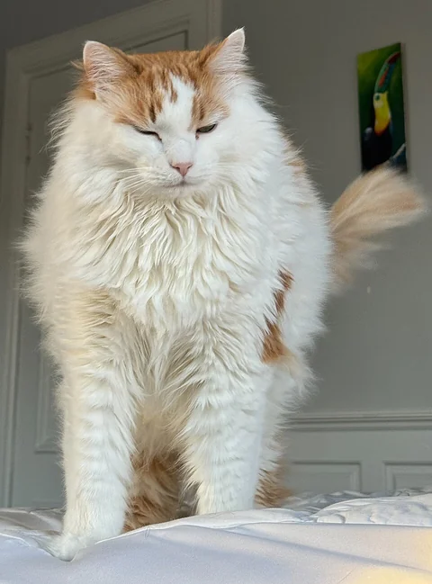 Turkish Van cat Momo stretching on a bed