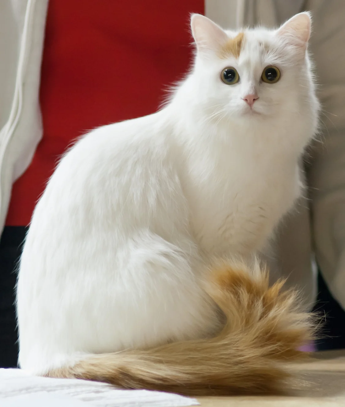 Adult Turkish Van cat with a clear view of its face