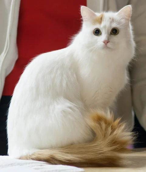 Adult Turkish Van cat with a clear view of its face