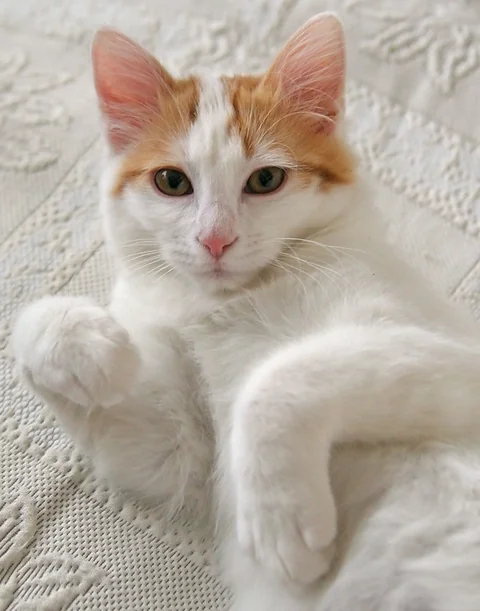 Three-month-old Turkish Van kitten Mimosa lying on a blanket