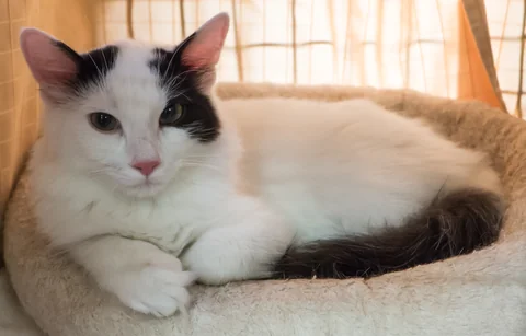 Turkish Van cat Maisa lying side-on and looking at the camera