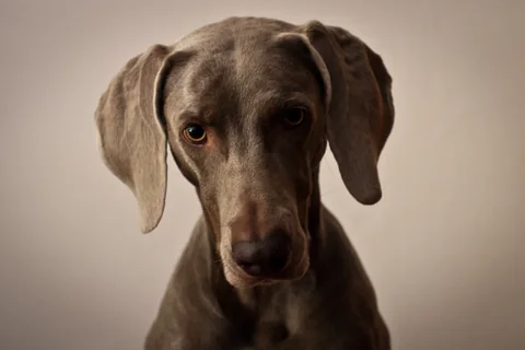 Weimaraner mit kurzem grauem Fell im Nahporträt