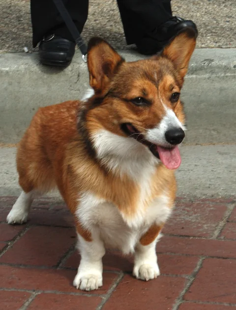 Pembroke Welsh Corgi im Seitenprofil