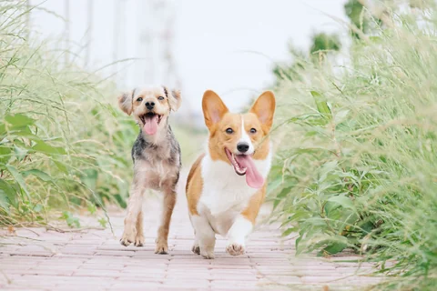 Un Welsh Corgi Pembroke corre accanto a un cane di piccola taglia su un sentiero nel verde