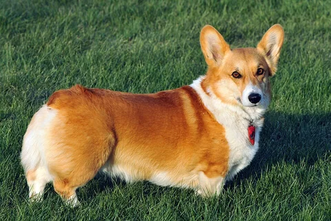 Un Welsh Corgi Pembroke è in piedi di profilo sull’erba e guarda verso la fotocamera