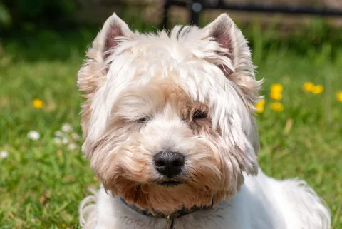 West Highland White Terrier im Nahporträt