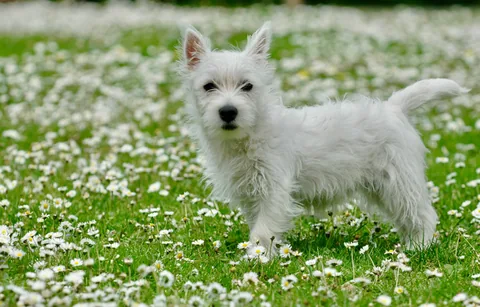 Cucciolo di Westie in piedi tra margherite bianche