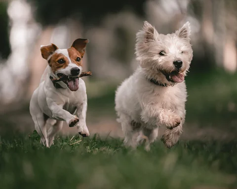 West Highland White Terrier corre sull’erba accanto a un Jack Russell Terrier