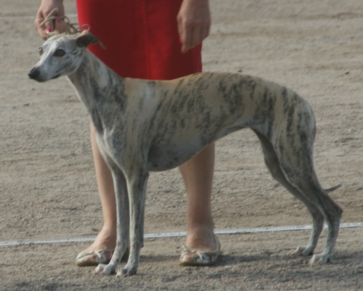 Gestromter Whippet steht seitlich im Freien