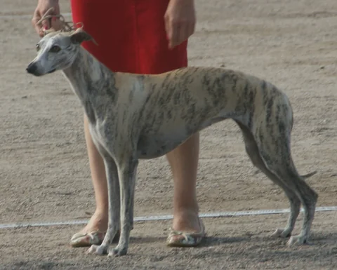 Gestromter Whippet steht seitlich im Freien