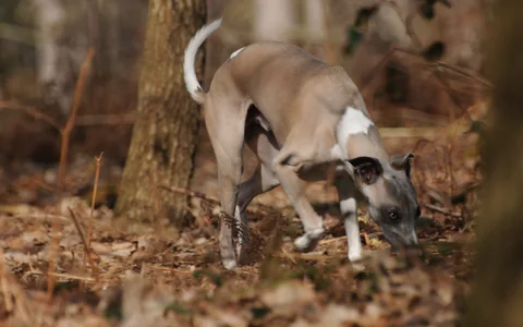 Whippet a seguir um rasto pelo olfato entre árvores