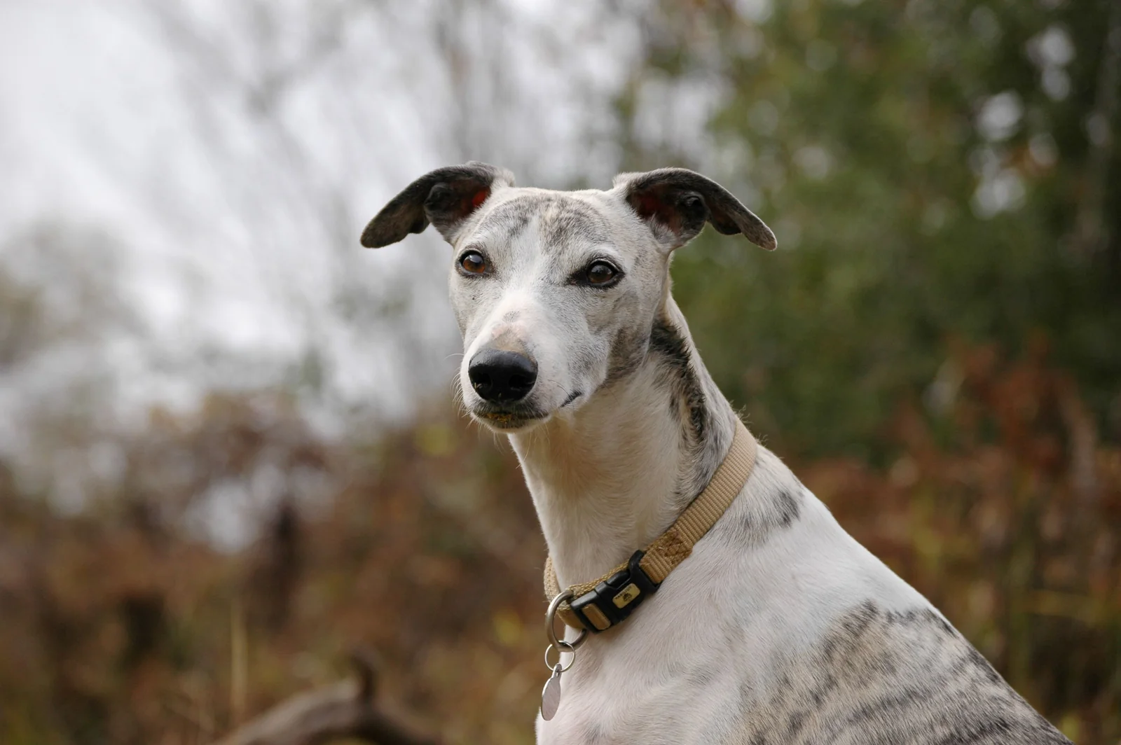 Whippet branco e cinzento olha para a câmara com a cabeça erguida.