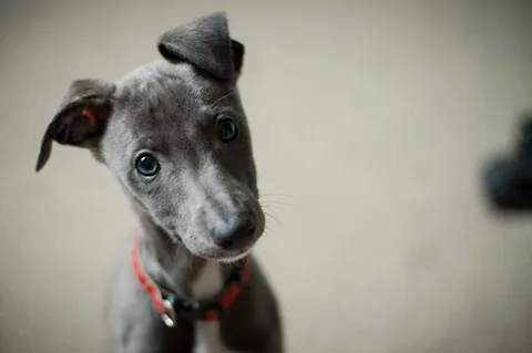 Cachorro whippet azul-acinzentado com orelhas grandes a olhar para a câmara